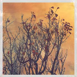 Scenic view of flowering plants against sky during sunset