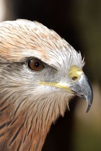 Close-up of eagle