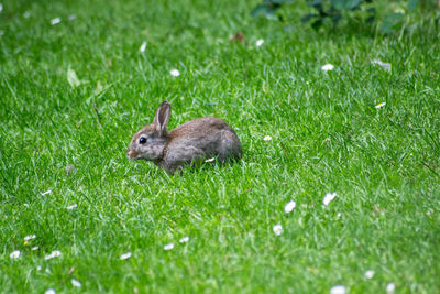 Close-up of duck on field