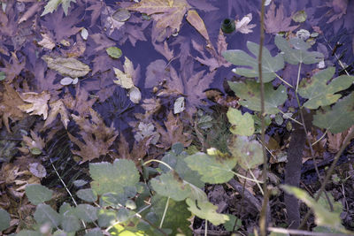 High angle view of purple flowering plants on land