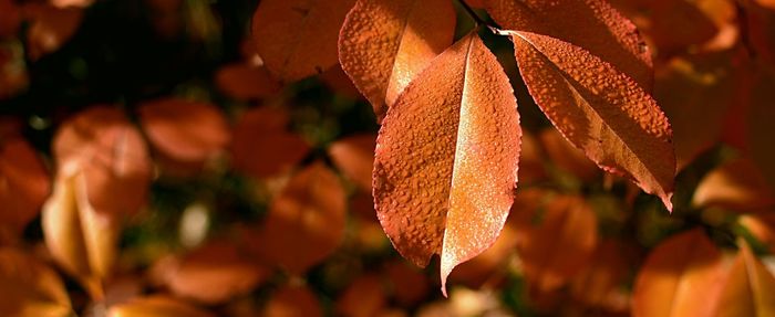 Close-up of autumnal leaves against blurred background