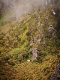 Scenic view of forest