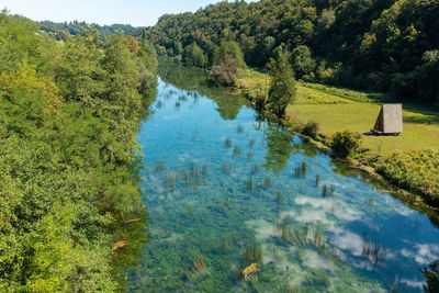 Scenic view of river amidst trees