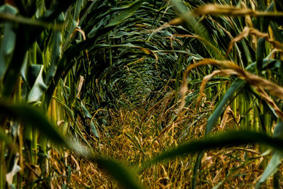 Crops growing at farm