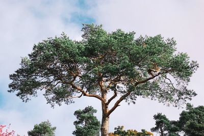 Low angle view of trees against sky