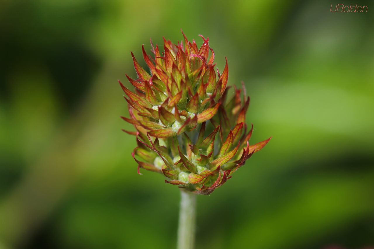 close-up, focus on foreground, flower, growth, fragility, nature, plant, beauty in nature, freshness, single flower, selective focus, flower head, petal, leaf, bud, botany, stem, outdoors, natural pattern, day