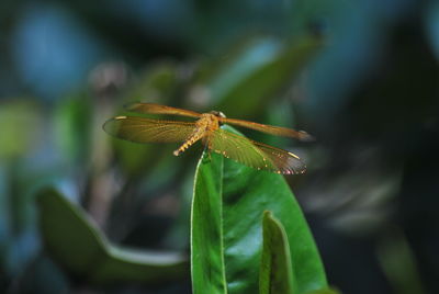 Close-up of insect on leaf