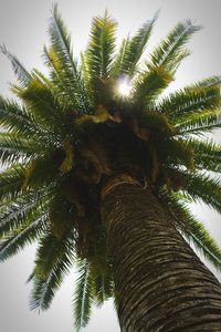 Low angle view of coconut palm tree against sky