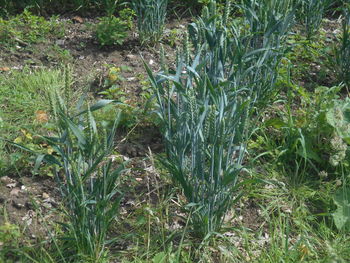plant
