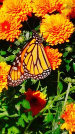 Close-up of butterfly on flower