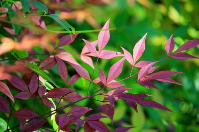 Close-up of plant