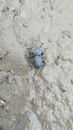 High angle view of insect on sand