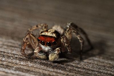 Close-up of spider