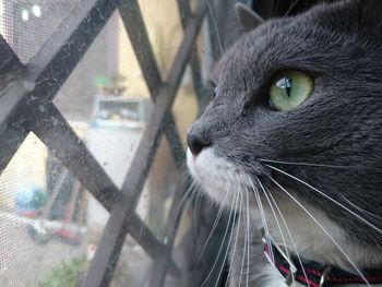 Close-up portrait of cat