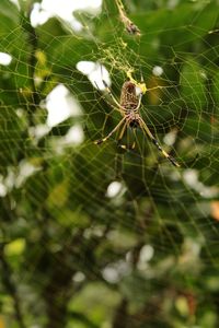 Close-up of spider on web