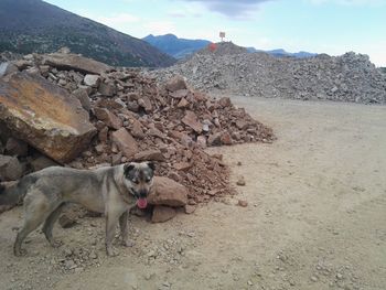 Dog on mountain against sky