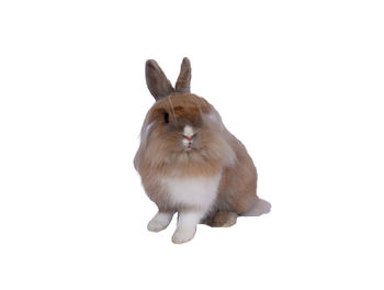 Close-up of a rabbit over white background