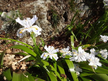 Close-up of white flowering plant