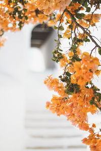 Close-up of orange flower tree against house
