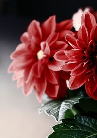 Close-up of red rose against white background