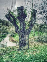Plants growing on grassy field
