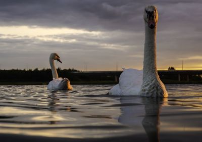 Swan swimming in lake against sky