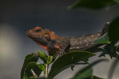 Close-up of a lizard on branch