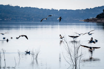 Birds flying over lake