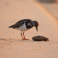 Photo of a bird playing with a piece of coconut at beach