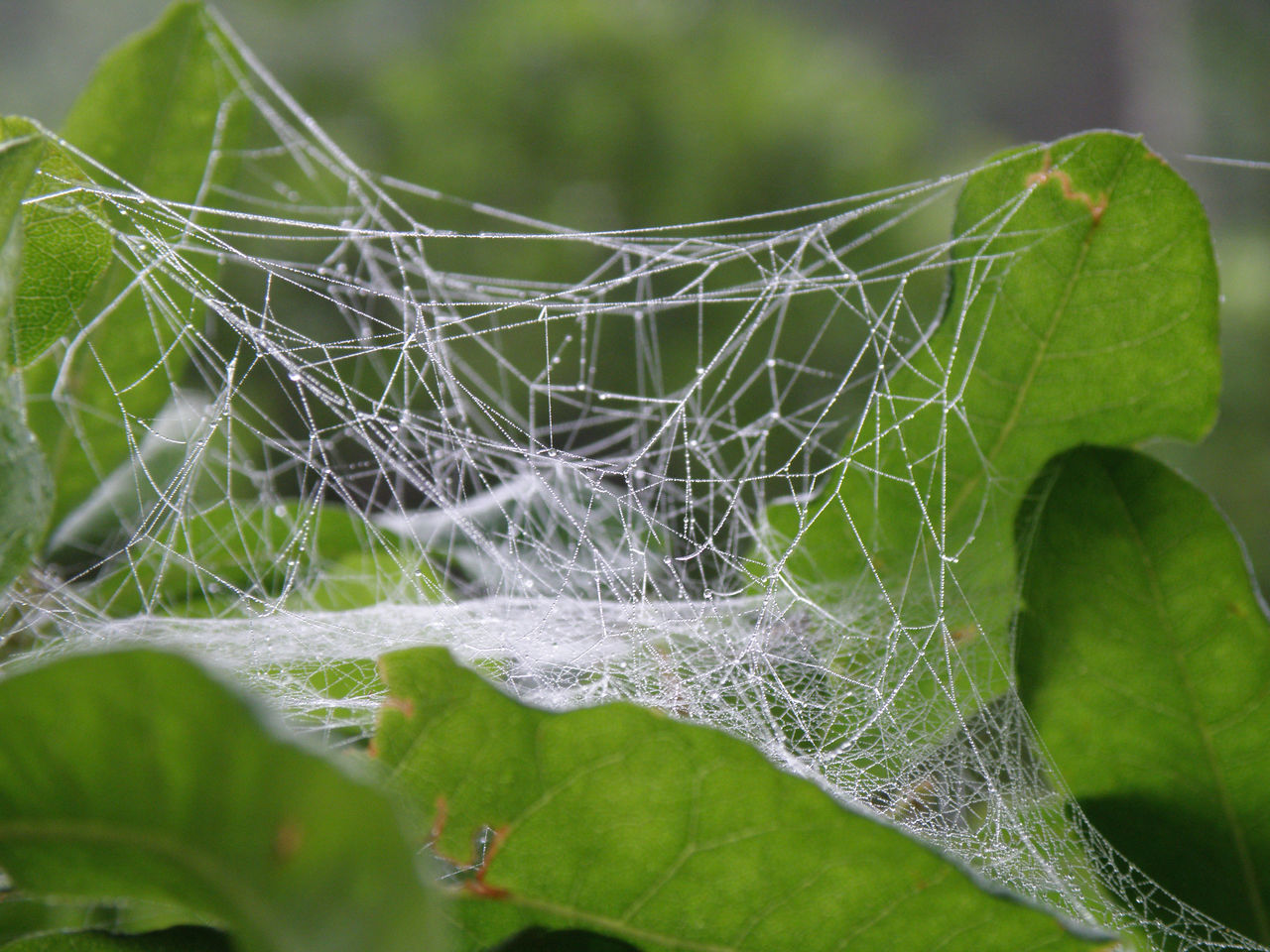 spider web, plant part, leaf, fragility, close-up, nature, animal, green, no people, macro photography, plant, focus on foreground, wet, drop, water, beauty in nature, animal themes, outdoors, spider, day, selective focus, environment, intricacy, insect, dew, animal wildlife, trapped, complexity, macro, pattern, arachnid
