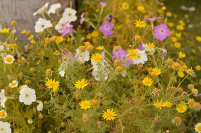 Close-up of yellow daisy flowers in field