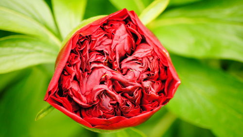 Close-up of red rose blooming outdoors