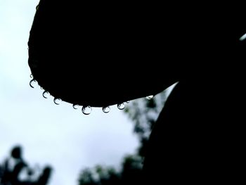 Water drops on silhouette cactus against sky