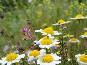 Close-up of daises blooming on field