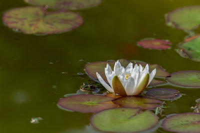 Close-up of water lily in pond