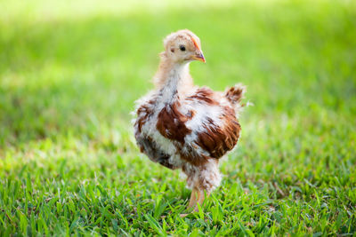 Close-up of bird on field