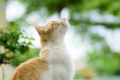 Close-up of a cat looking away