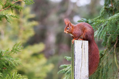 Close-up of squirrel on tree