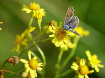 Close-up of butterfly on yellow flower