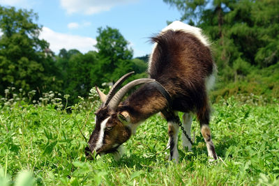 Billy goat grazing grass on a meadow