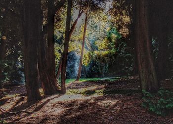 Trees in forest