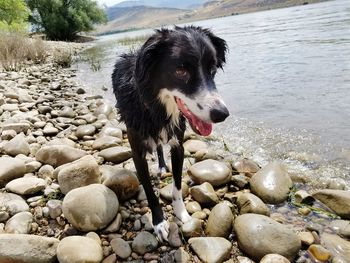 Dog on rock at beach