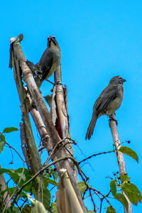 Low angle view of bird perching on tree against blue sky