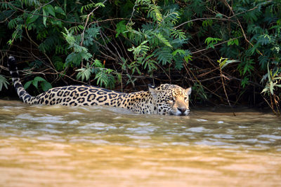 Jaguar female on rio cuiaba riverbank, porto jofre, pantanal, brazil.