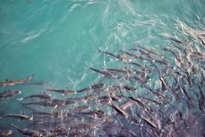 Fish swimming in sea