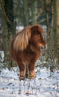 Pony standing on field during winter