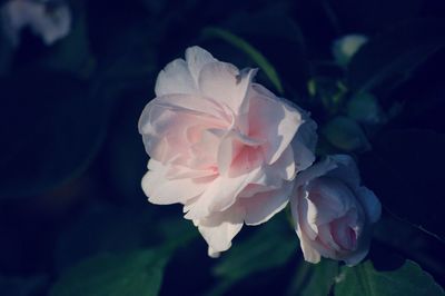 Close-up of pink rose