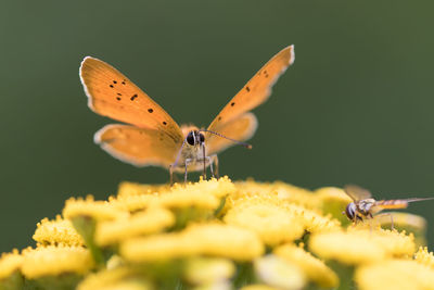 Close-up of butterfly pollinating on flower