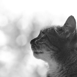 Close-up of cat looking away