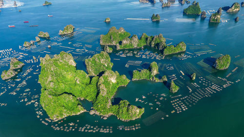 High angle view of plant in city